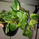 Philodendron hederaceum Oxycardium Variegata