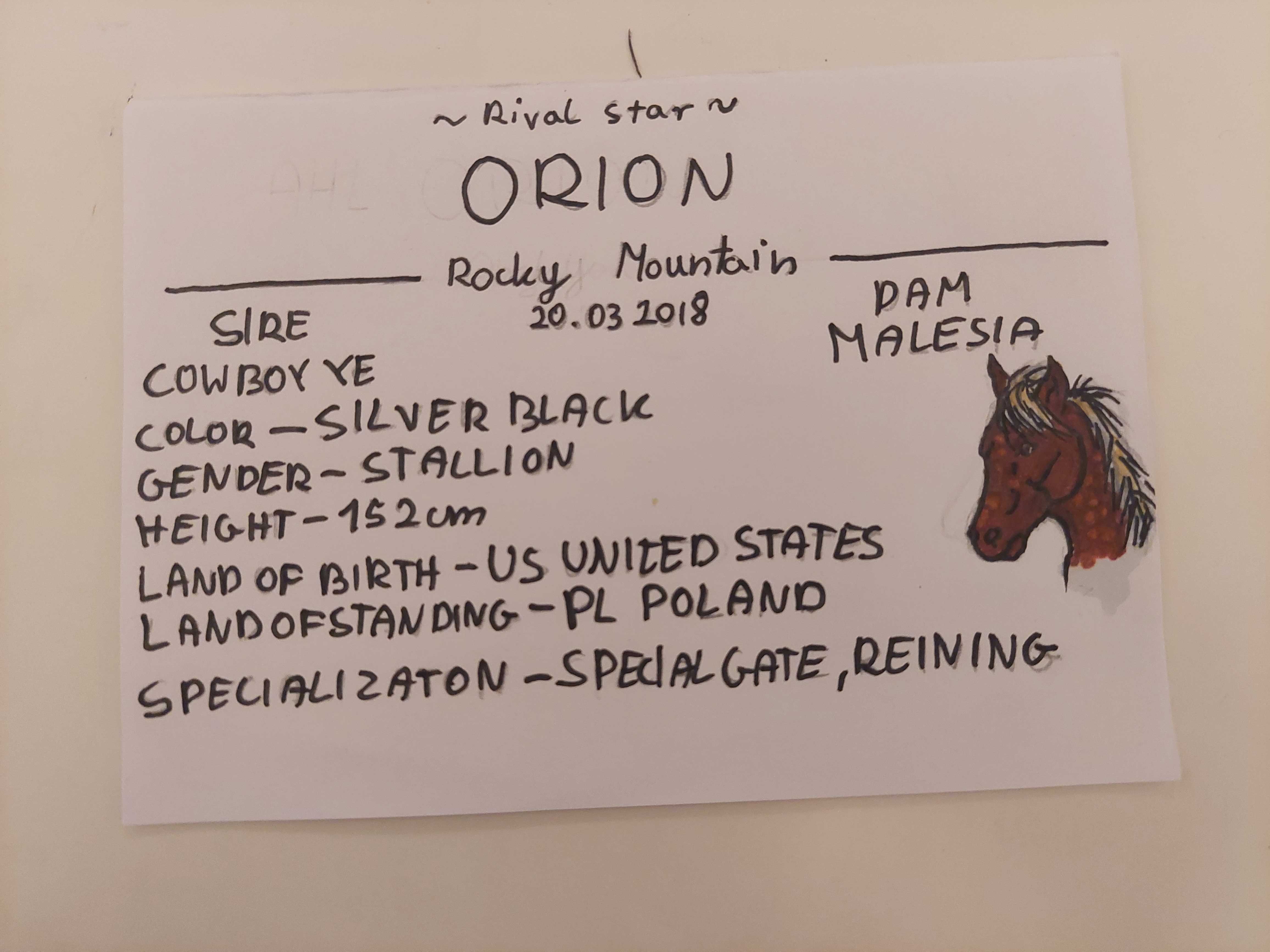 Hobby horse ze sprzętem karo-srebrny kht AHL ~Rival Star~ Orion