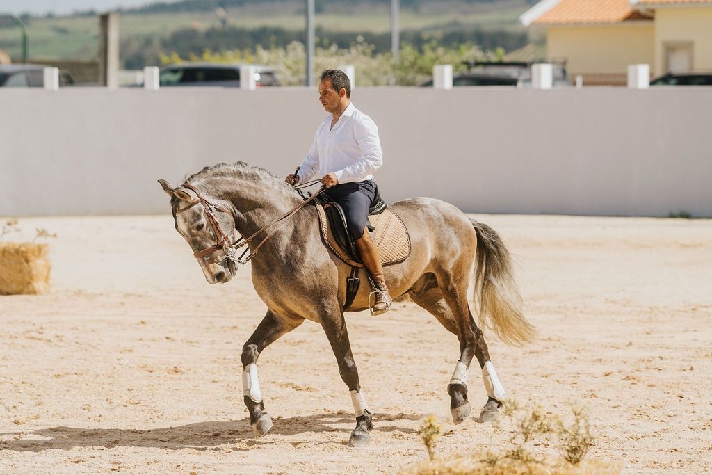 Cavalo Psl inteiro