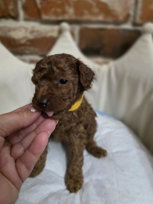 Piesek pudel toy red braun!!