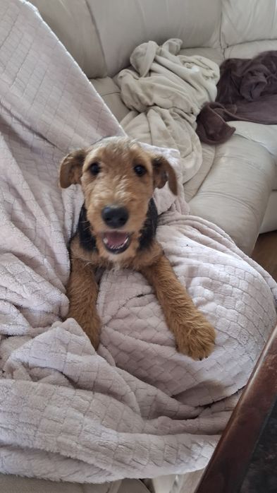 Airedale Terrier ZKwP FCI  suczka
