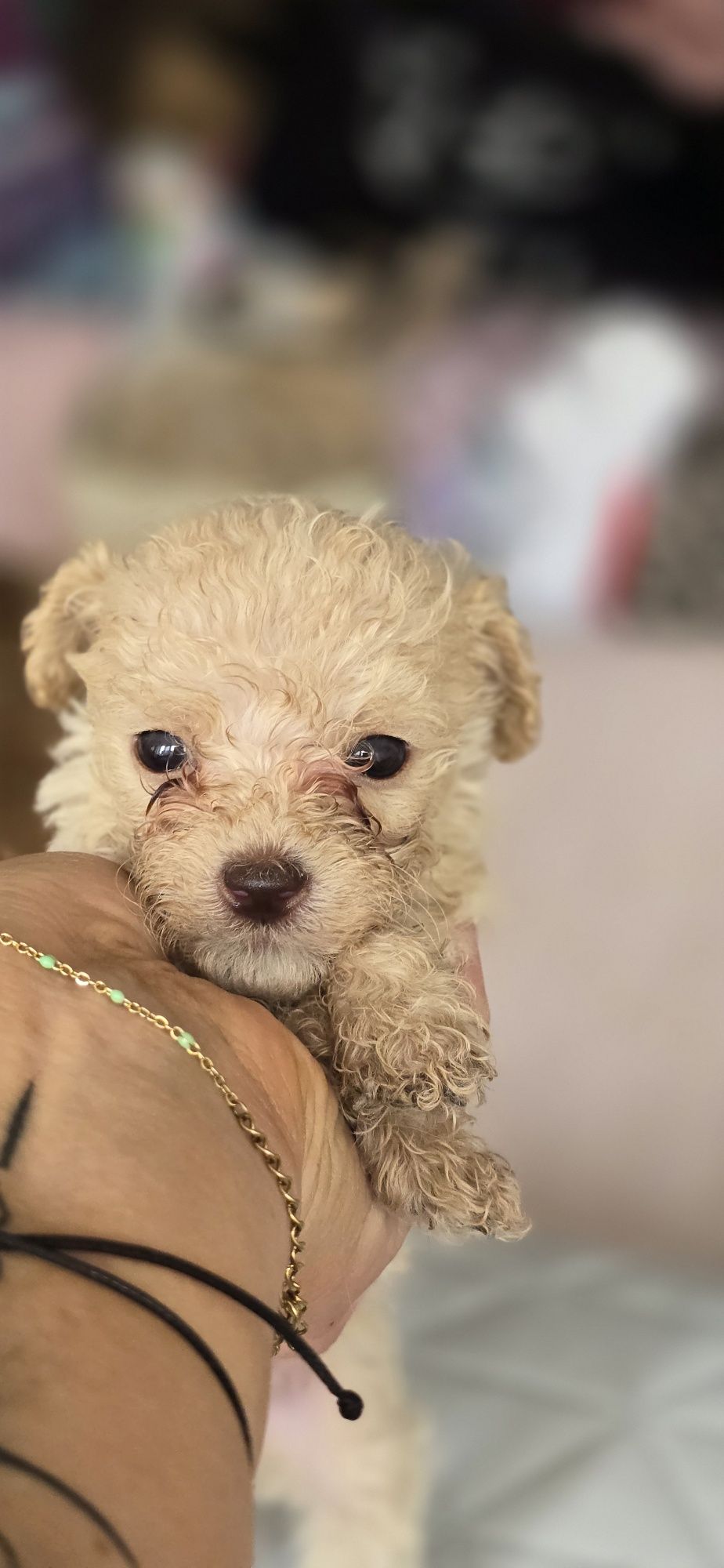Malutki Maltipoo
