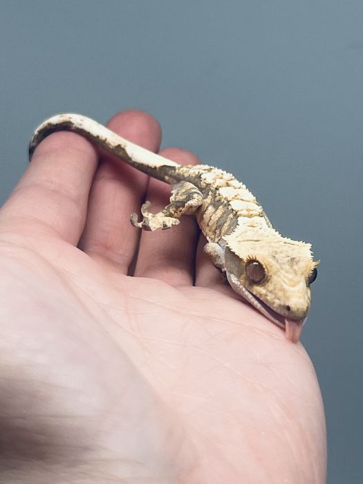 Gekon orzęsiony kompletna wyprawka