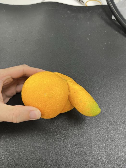 Laranja hermafrodita. Natural com formato peculiar