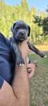 Cane corso szczenięta