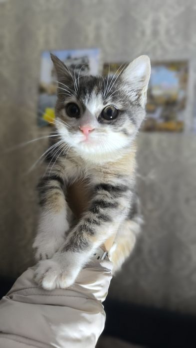 Кошенятко в добрі руки