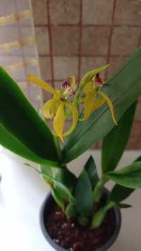 Орхидея цветущая энциклия; фаленопсис бабочка пелорик