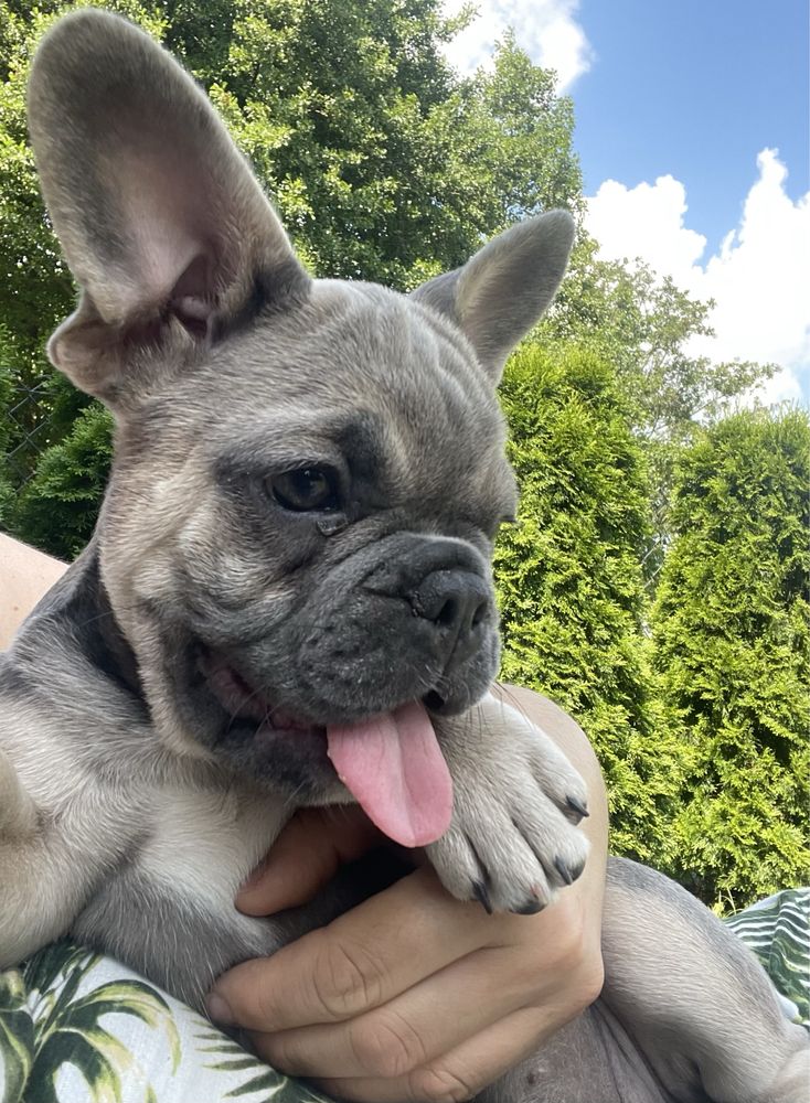 Buldog francuski szuka nowego domku