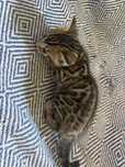 Menino bengal s/ lop