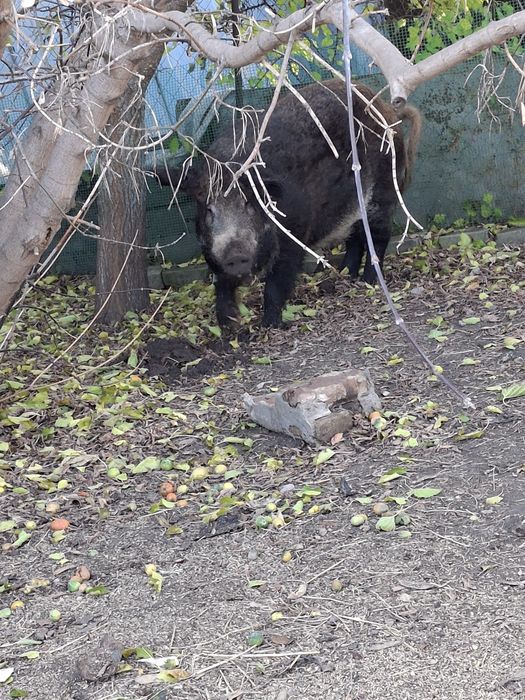 Продам Кнура на племя