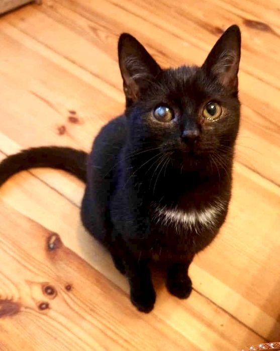 Cudowny Nikoś błaga o dom ...