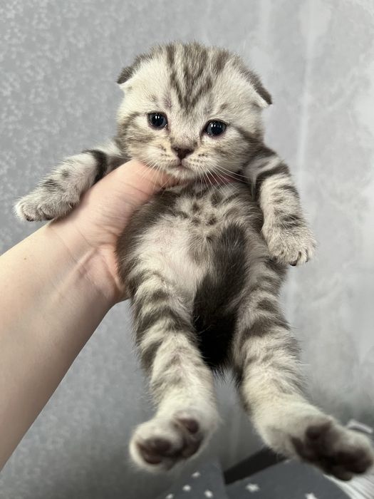 Шотландські малюки