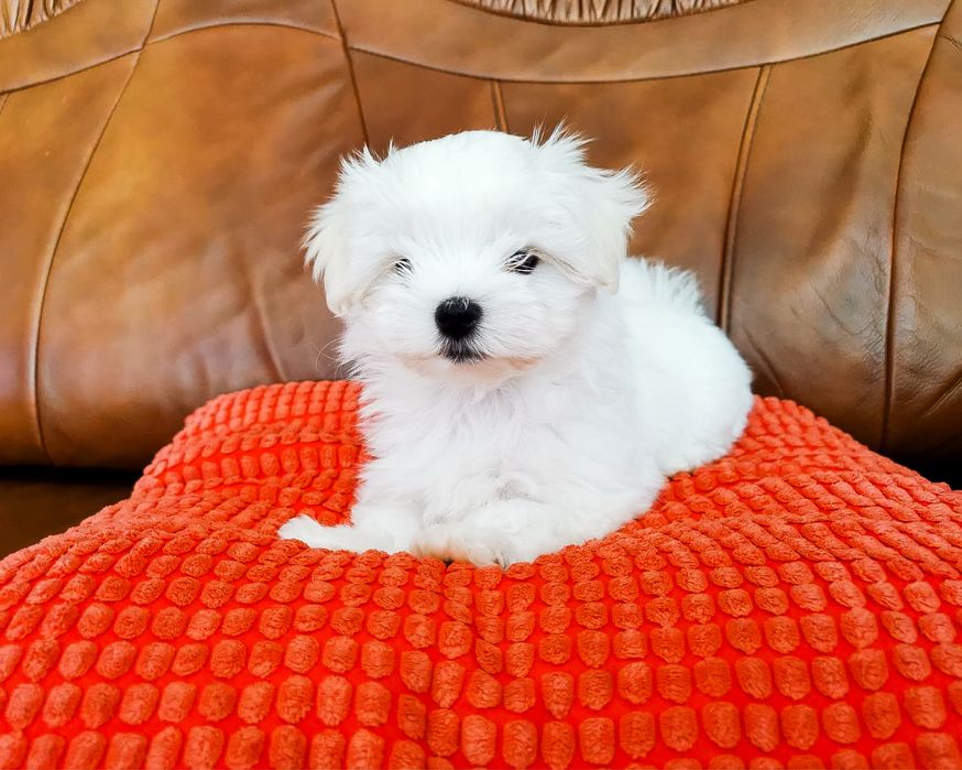 Maltańczyk szczenię ZHPR