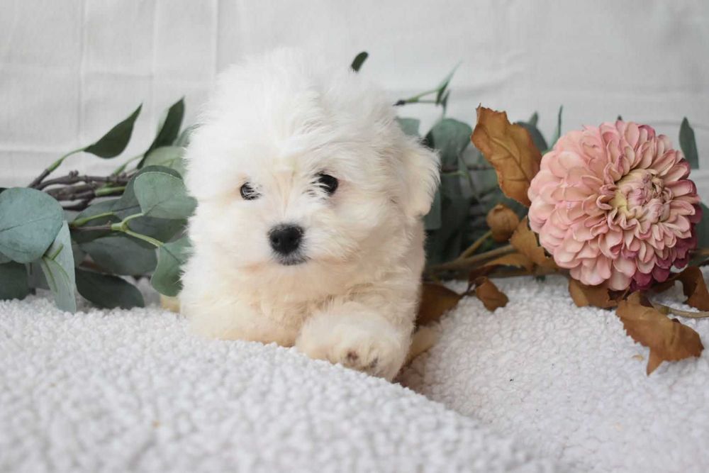 Bichon maltês.  Maravilhoso. Branco. Menino.
