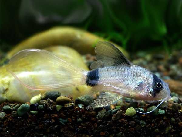Kirysek panda odmiana WELONIASTA - Corydoras panda - Kirys weloniasty
