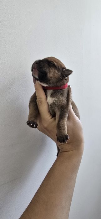 Oddam W Dobre Ręce [ mama amstaff ]