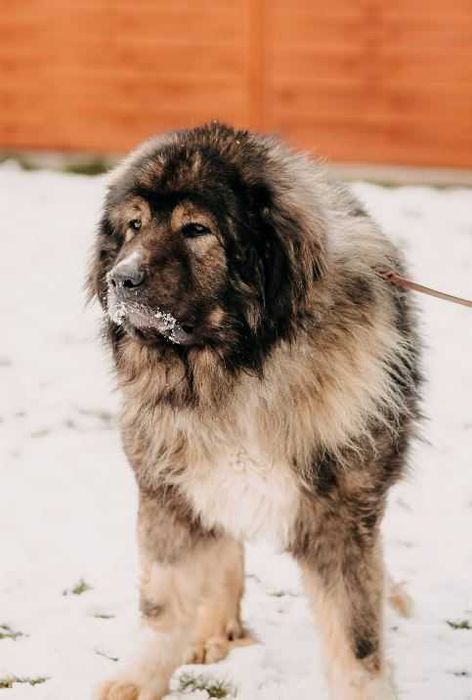 Owczarek kaukaski Gucio poleca się do adopcji!!!