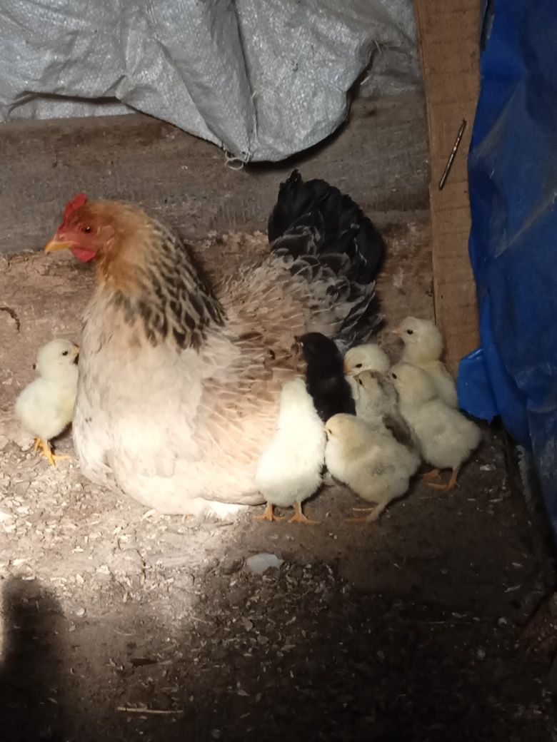 Продається квочка з десятьма курчатами