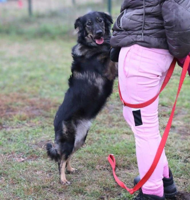 młodziutka śliczna sunia do adopcji