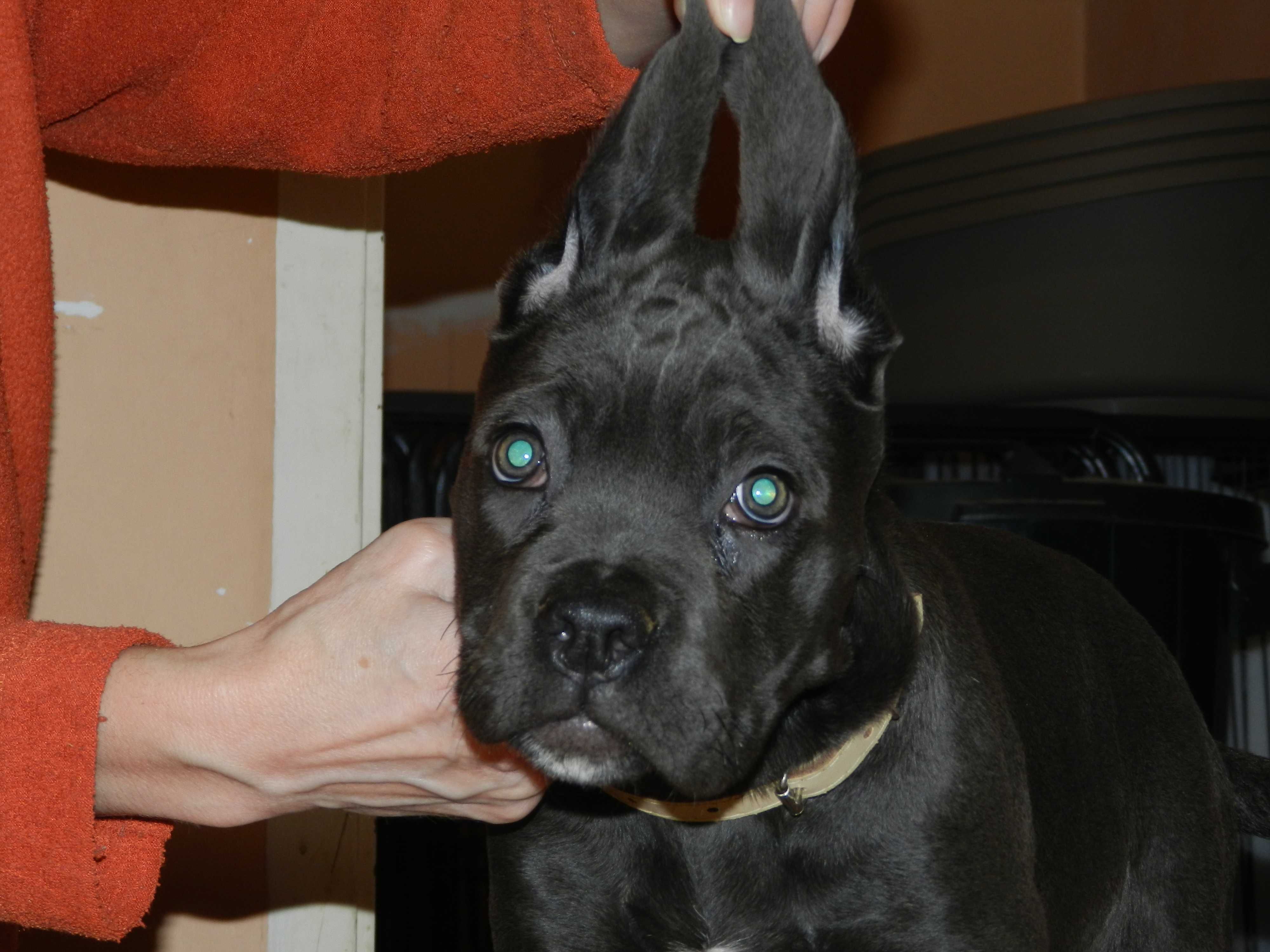 Cane corso czarne szczenie FCI (ZKwP)