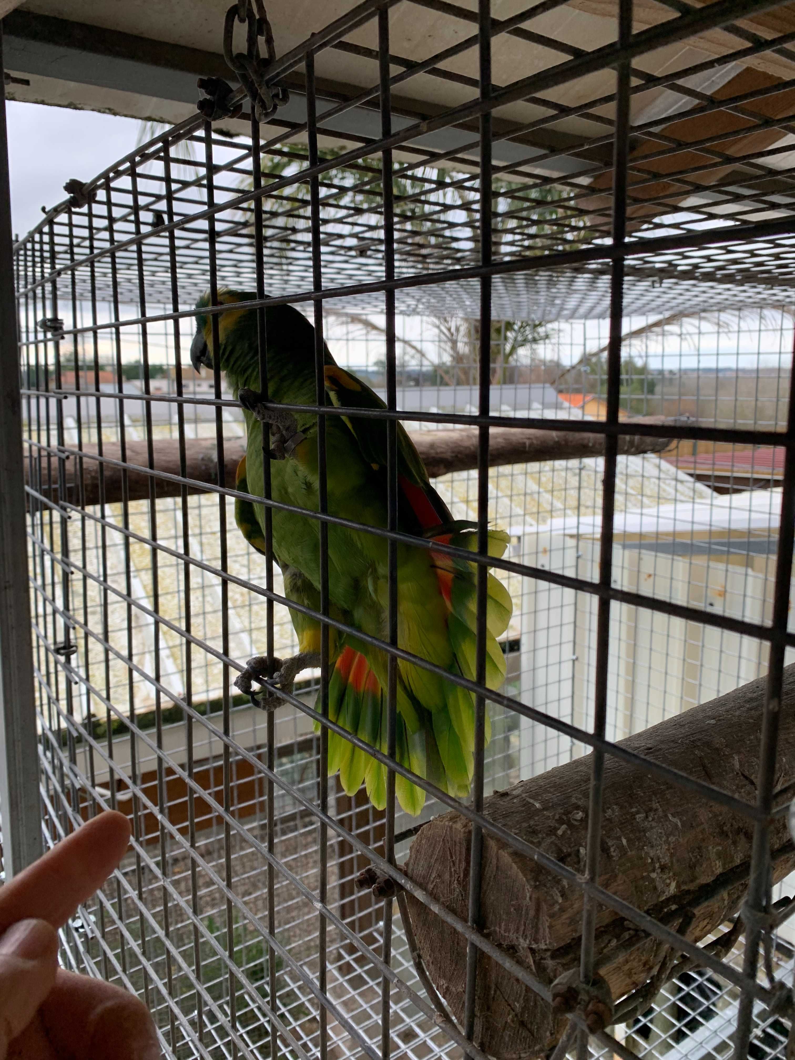 Papagaio Amazona Aestiva