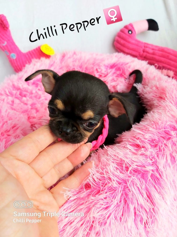 Przepiękna MINI suczka chihuahua krótkowłosa gotowa do odbioru