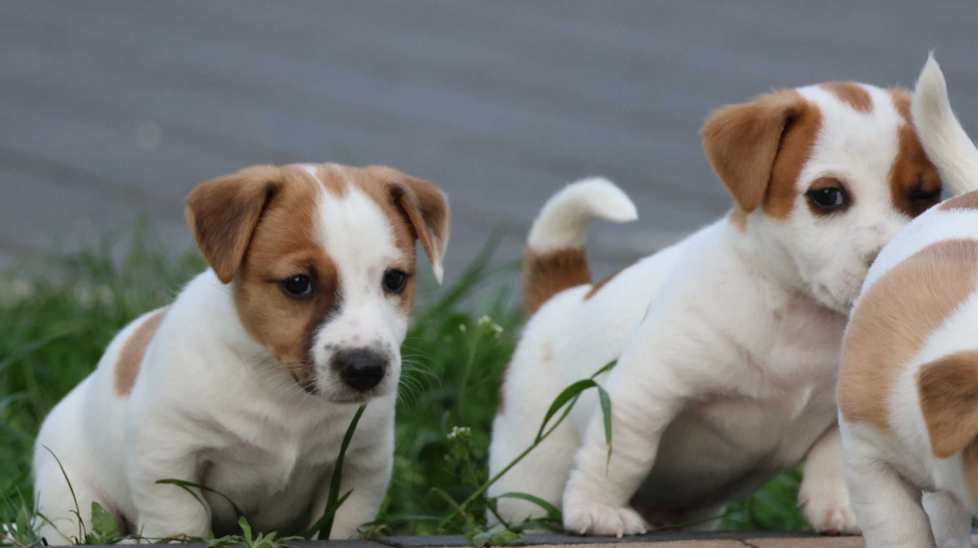Piesek PIERROT Jack Russell Terrier/BREFIO