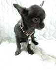 Chihuahua paszport suczka blue solid