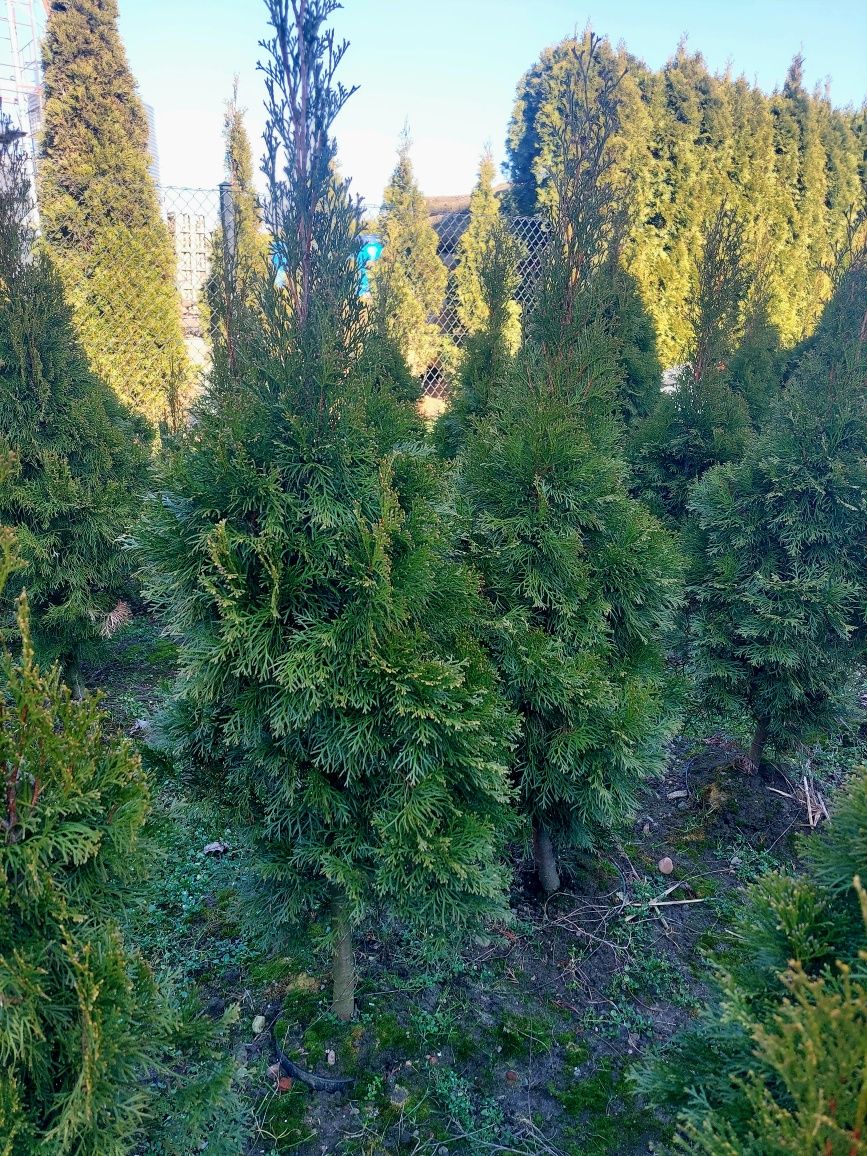 Tuja szmaragd 90-125 cm