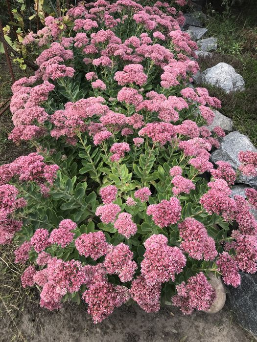 Очиток, заячья капуста. Седум.