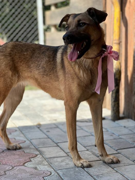 Собака безкоштовно