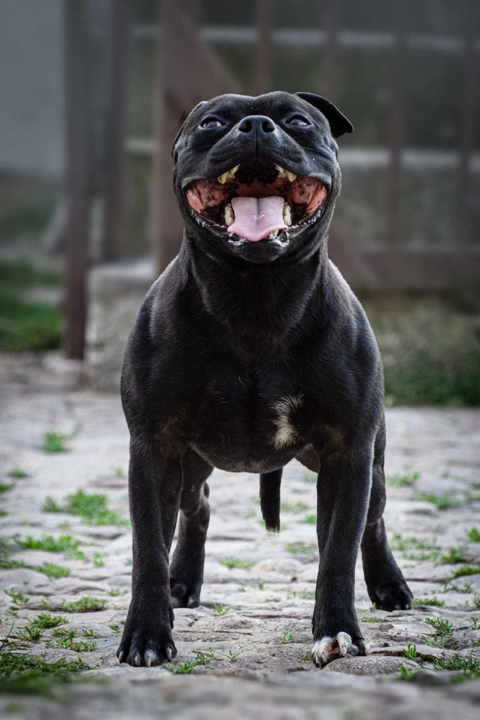 Staffordshire bull terrier piesek, staffik FCI