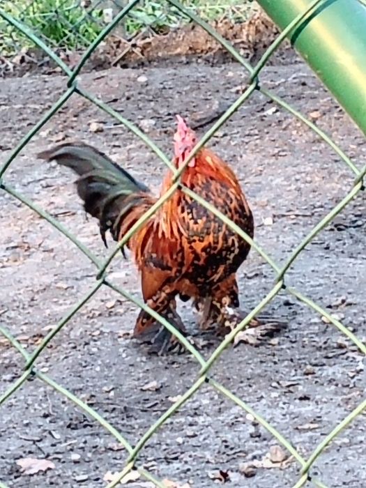 Kury ozdobne karzełek łapciaty