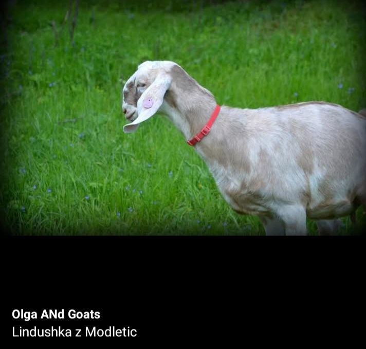 Stawka licencyjnych kóz anglonubijskich Olga ANd Goats