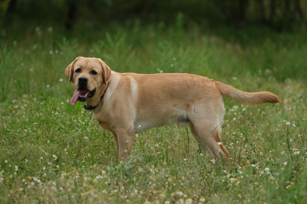 Лабрадор для в'язки