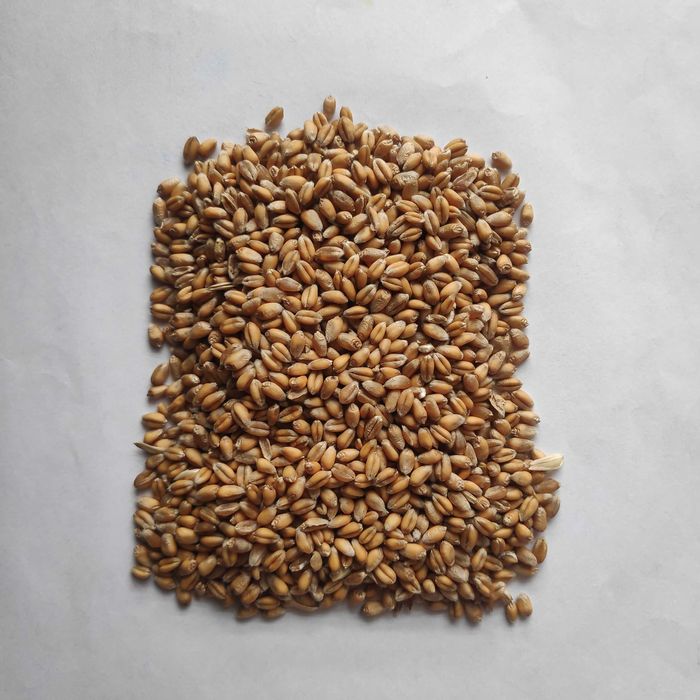 Pszenica, jęczmień