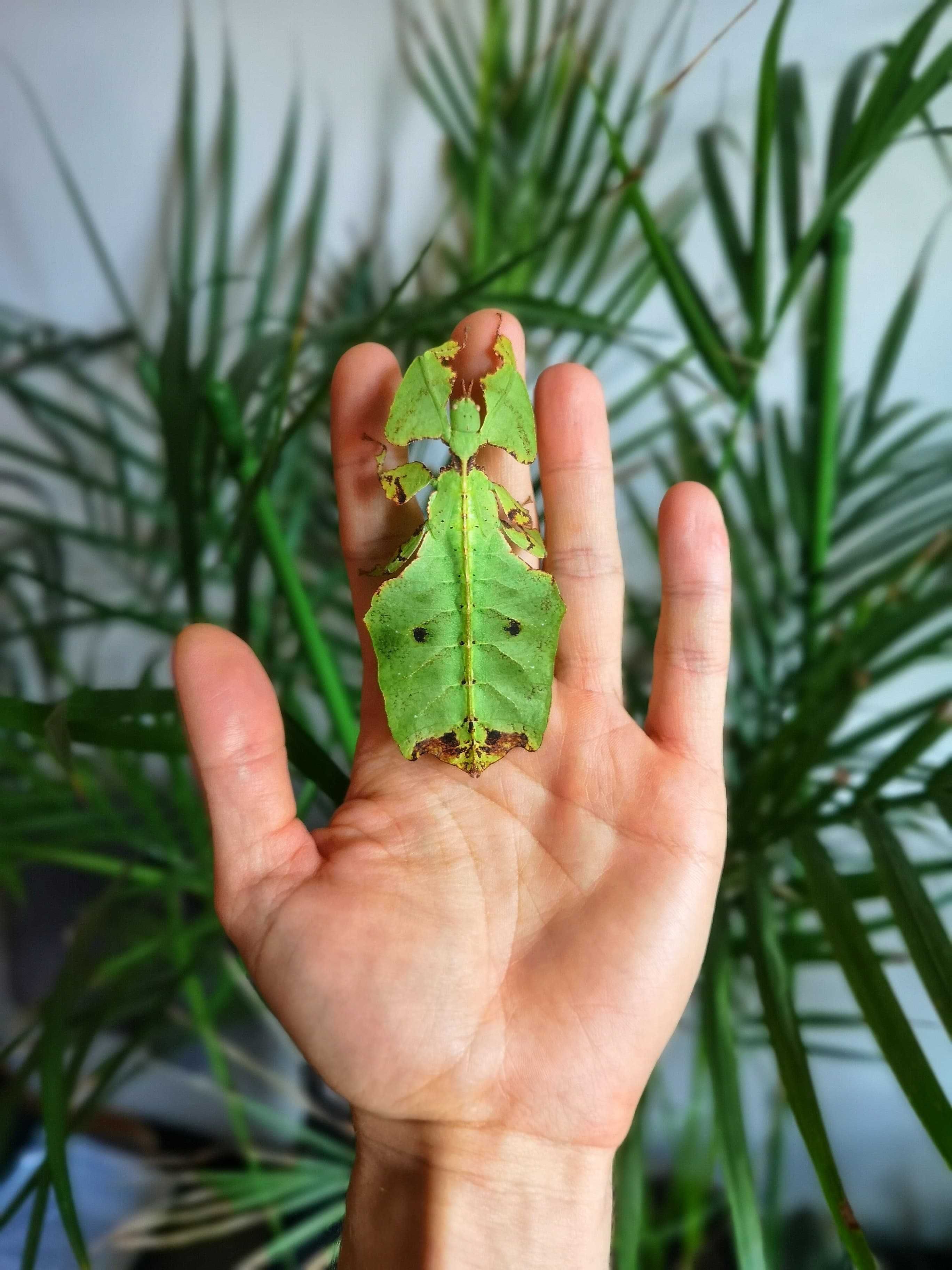 Liściec olbrzymi (Phyllium giganteum) L1-L2