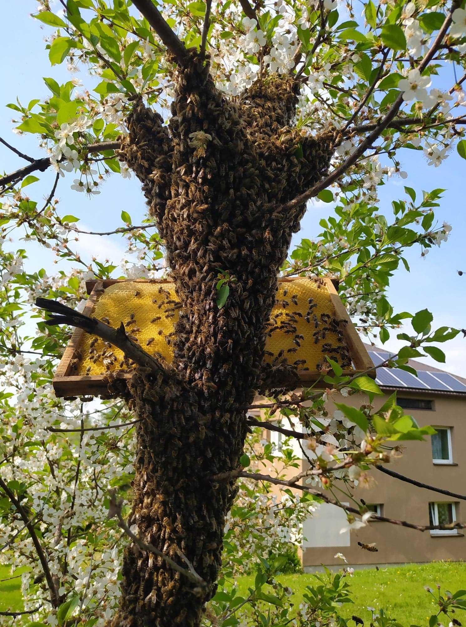 Miód z terenów leśnych świeży własna pasieka