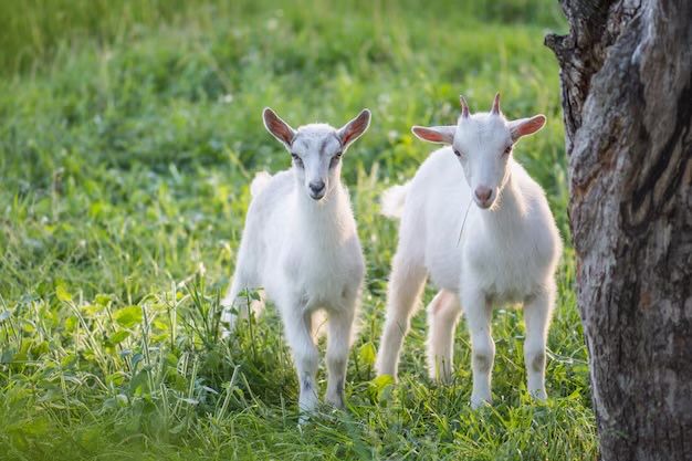 Продаються кози – здорові, молочні, ручні!