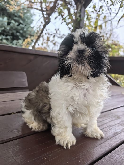 Śliczny szczeniak shih tzu