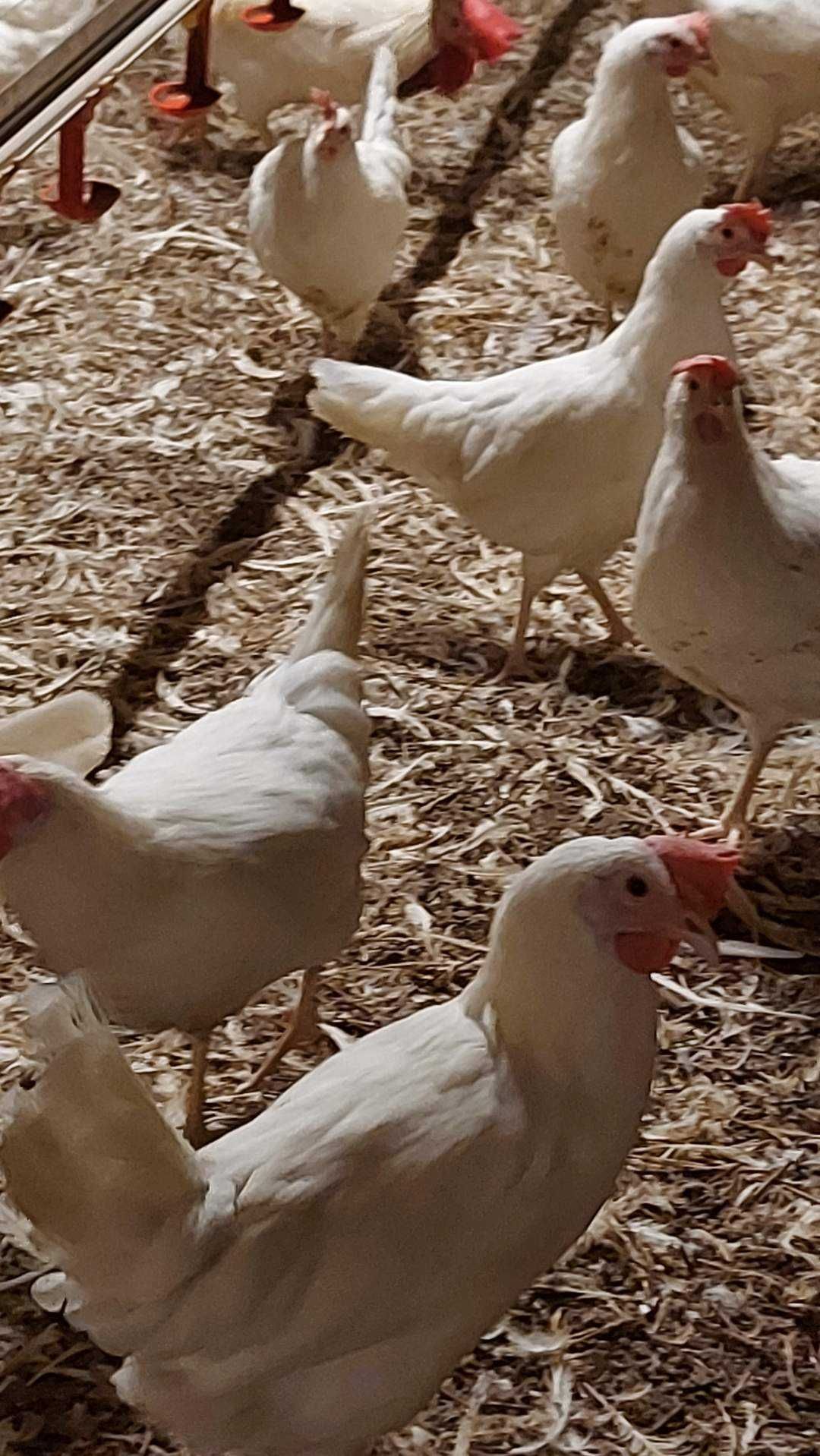 Kury Leghorn z Jajkiem Nioski Młode