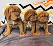 Szczenię Dog de Bordeaux