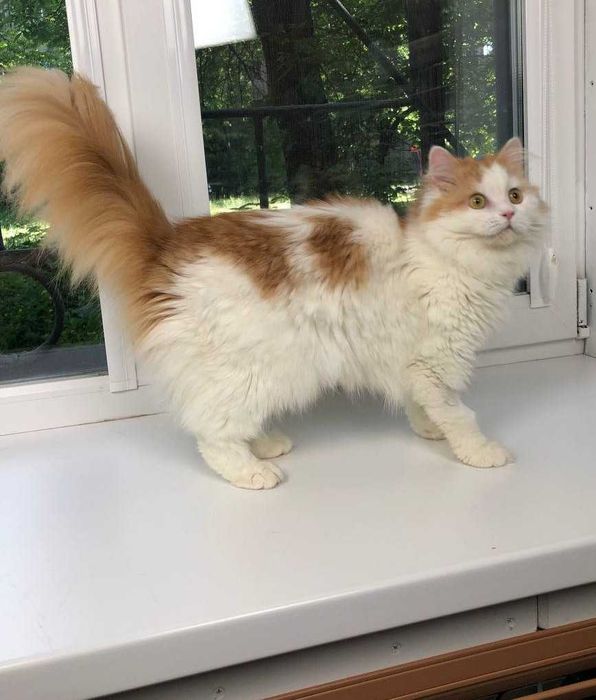 Молоденька кішечка Луна красуня, ніжна квіточка, 11 месяцев