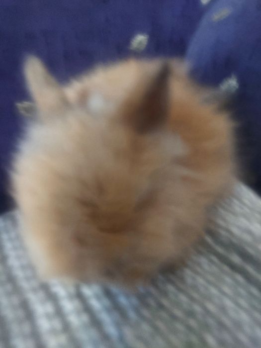 Karzełek teddy królik miniaturka