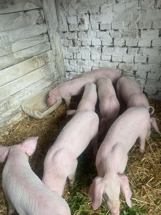 Продам поросяток