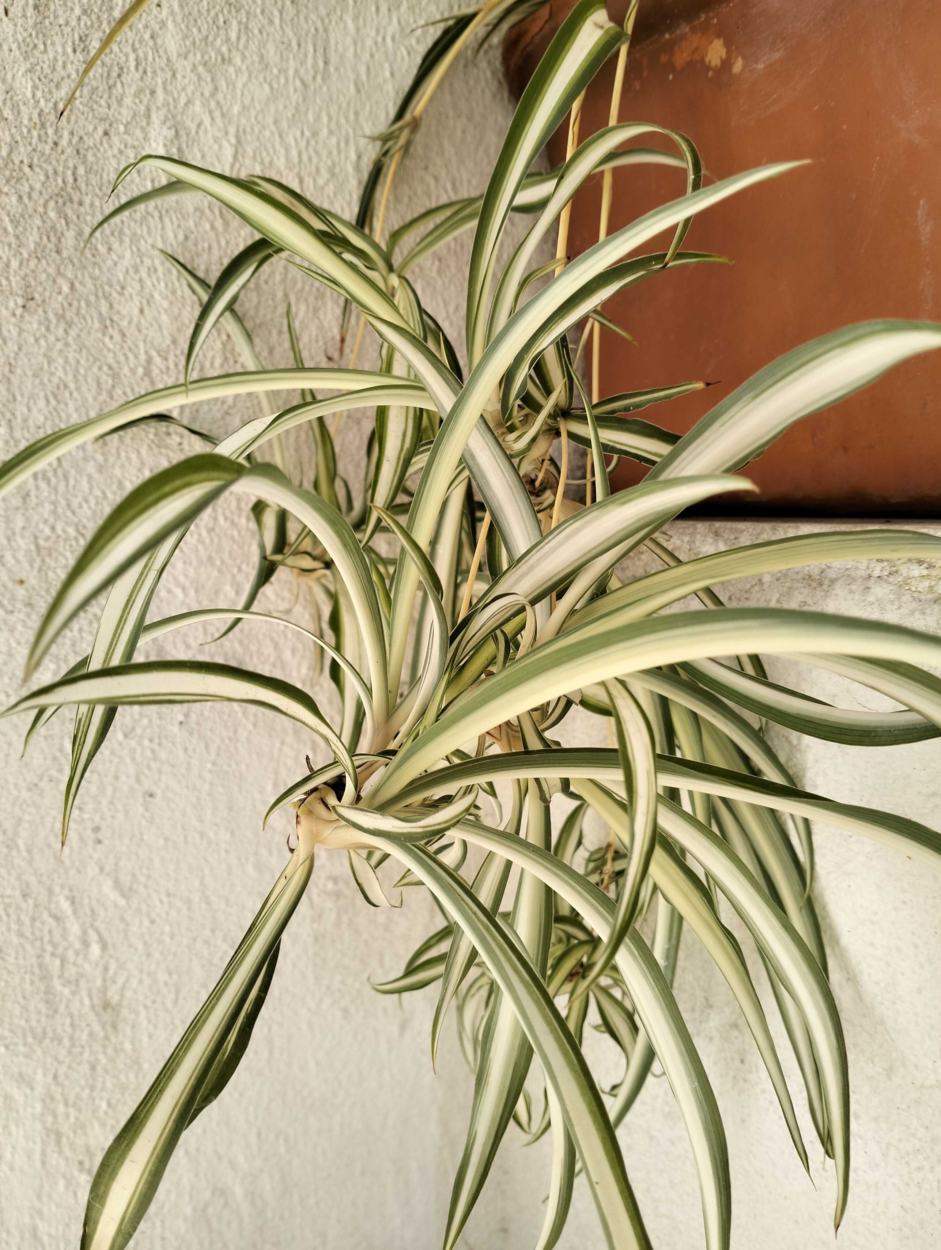 Clorofito ou planta aranha (floreira não incluída)