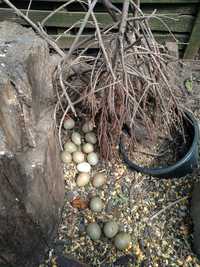 Bażanty polne - jaja lęgowe 20 sztuk