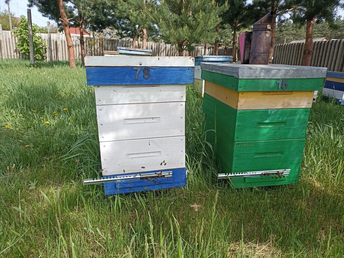Бджолосім'ї на українську рамку.