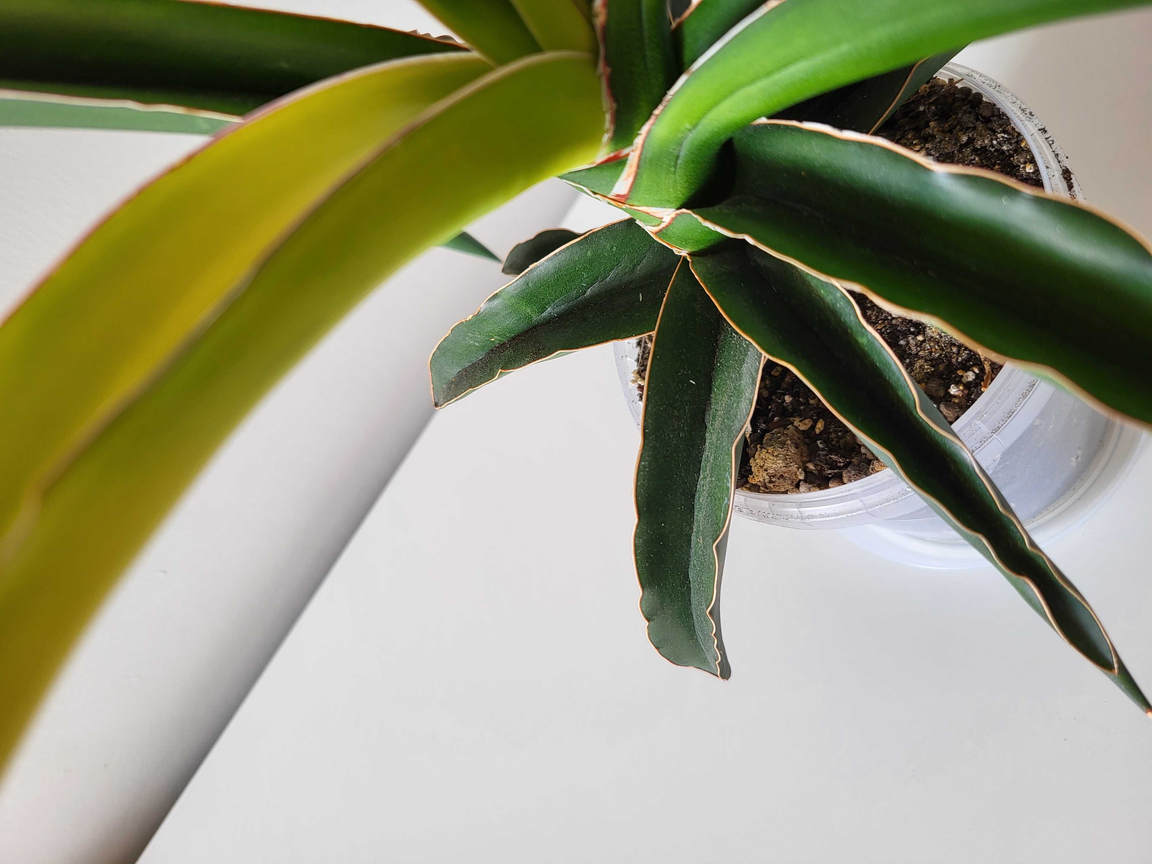 Sansevieria ‘Star Canary” sansewieria - duża roślina