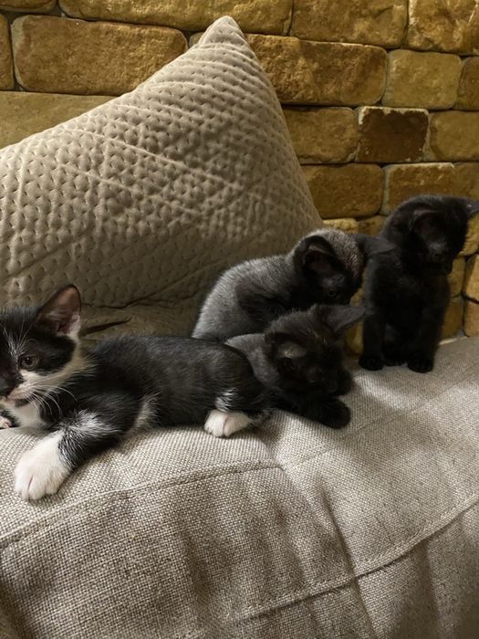 Котенята в хороші руки